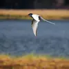 La Sterne arctique est un **migrateur de longue distance**.