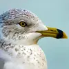 Il existe encore d'autres espèces... L'observation des goélands est l'occasion de développer un oeil d'expert !