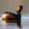 En **plumage nuptial**, La tête, le cou et le dessus du corps est **noir** avec les **flancs marron**. La tête comporte un **plumet jaune ébouriffé** et les plumes noires de la calotte sont **érectiles**.