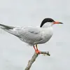 On la confond très facilement avec la **Sterne pierregarin**. Celle-ci est un peu plus grande, avec le bec plus long, la tête plus longue et des pattes plus grandes.