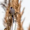 La Panure à moustaches est **habile et grimpe avec agilité** dans les roseaux. Son comportement ressemble ainsi au **Bruant des roseaux**.