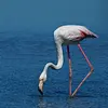 En Europe, on le trouve **autour du bassin méditerranéen**.
