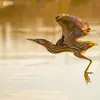 On le voit **peu dans les airs**. Il vole occasionnellement au **printemps** et en **début d'automne**.