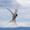 Elle repère les **éclats blancs du plumage des oiseaux en train de plonger** sous l'eau pour localiser les **bancs de poissons**.