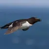 Alors que chez le **Pingouin torda**, les pieds sont **masqués sous la queue**.