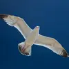 En **vol à voile**, parfois très haut, il utilise les **courants ascendants comme les rapaces** pour prendre de l'altitude et descend en vol plané.