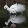 Lors de la **parade nuptiale**, mâle et femelle **ébouriffent leurs plumes** et **s'offrent des brindilles** avant l'accouplement.
