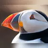 Son gros bec est **triangulaire et légèrement crochu**.