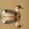 On peut les confondre avec le **Grèbe castagneux en plumage internuptial** mais celui-ci a les **yeux noirs**, la **tête plus arrondie** et le **bec clair et plus épais**.