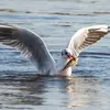 La mouette rieuse est **omnivore** et opportuniste.