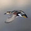 En Europe, le **Canard chipeau** est **moins répandu** et **plus migrateur** que le Canard colvert. Il passe l'**hiver** en **Europe occidentale**.
