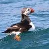 Le Macareux moine **vit en haute mer**. C'est un **oiseau marin pélagique**.