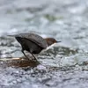 Pour glisser sous la surface, il **se tend vers le bas, la tête baissée et le corps incliné**. Puis il **agrippe le fond avec ses doigts puissants**.