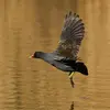 Elle **court à la surface de l'eau pour s'envoler** et se déplace dans les airs de manière **directe, rapide et puissante**.