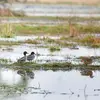 Chez la Sarcelle d'hiver, les **couples se forment dès l'automne** et se terminent en hiver quand ils ont leur plumage nuptial.