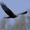 Le Busard des roseaux **vole en cercle, les ailes relevées en "V"**.