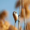 La Panure à moustaches est de la **taille d'une mésange charbonnière**.