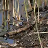 Au **sud et au centre de l'Europe**, on la trouve dans les **zones humides, les marais, le long des cours d'eau** entourés de buissons et aulnes.