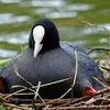 Une fois toute la nichée sortie, les jeunes seront **répartis entre les deux parents**. La femelle garde le nid avec sa demi-nichée.