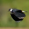 Les mâles ont un **vol acrobatique en vol nuptial**. Ils piquent, montent et basculent d'une aile sur l'autre avec le chant iodlé tyrolien.