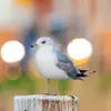 L'**hiver**, la tête est **blanche striée de gris** et le bec est plus terne avec une barre sombre.