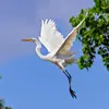 La **Grande Aigrette** qui lui ressemble, pousse plutôt de rares **croassements sourds et roulés "kt-kr-kt-kra-kta"**.