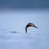 Les **pattes**, en vol ou dans l'eau, servent de **gouvernail**.