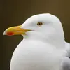 Ses yeux ont l'iris **jaune pâle** et un **cercle orbitaire orange**.