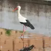 La Cigogne blanche est **plus grande que le héron cendré** avec un long cou et de longues pattes.