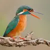 On l'entend souvent crier lorsqu'il survole son territoire **juste au-dessus de l'eau**.