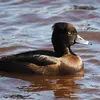 La **femelle** a le plumage **brun**, plus **foncé sur le dessus** et les **flancs sont plus clairs,** parfois tachetés. Sa huppe est **plus courte**.