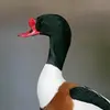 Il peut vivre **seize ans** environ.