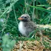 Les poussins sont **recouverts de duvet**. Ils migrent **dès leur première année**, mais ne se **reproduisent que 3 à 4 ans plus tard**.