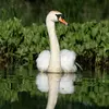 Le Cygne tuberculé vit sur **les lacs souvent à roselières**, mais aussi **proche des côtes**.