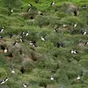 Le Macareux moine est **très grégaire l'été**, il niche parfois en colonie très importante (plusieurs dizaines de milliers en Islande).