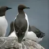 Il a le dessus de la tête et du corps **brunâtre**.