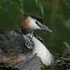 Ou **migrateur** en allant au **nord et à l'Est en été** et en passant l'**hiver sur les côtes à l'ouest et au sud** de l'Europe.