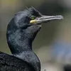 À ne pas confondre avec le **Cormoran Huppé** qui a l'**avant de la calotte bombé** avec une petite huppe et le bec plus fin.