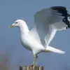 Le bec et les pattes sont **jaune verdâtre**.