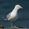 Le Goéland argenté est **plus grand** que le Goéland cendré.