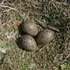 Il donne en général **1 niché par an de 3 œufs** verdâtres avec des tâches sombres.