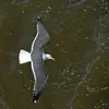 On le différencie du **Goéland brun** car le plumage du dos de celui-ci est **gris ardoise** (très sombre) et ses pattes sont jaunes.