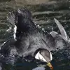 Pour trouver sa nourriture, il **plonge à partir de la surface d'un coup d'aile** et bascule le corps de manière typique.