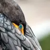 Ses yeux sont **verts** (de l'émeraude au turquoise).