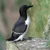 Il a un **cou massif, une longue queue pointue et le dos plus plat** que le Guillemot de Troïl.