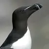 On peut le confondre **de loin** avec le **Pingouin torda** mais celui-ci a un **plumage noir** ; mais de près, on reconnaît son **bec court, épais et tronqué**.