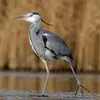 Il chasse à l'**affût** au **bord de l'eau**…