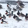On le voit parfois **en grand groupe**, avec d'autres espèces, sur de grands plans d'eau **avant que l'hiver trop rude** ne les force à partir.