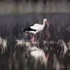 On la trouve près des **zones cultivées** proches des **cours d'eau** (marais, terres inondées).