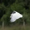 Ses ailes **longues, larges et arquées** lui permettent un **vol ample** avec des **battements lents et puissants**.
